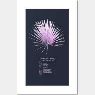 Chamaerops humilis Posters and Art